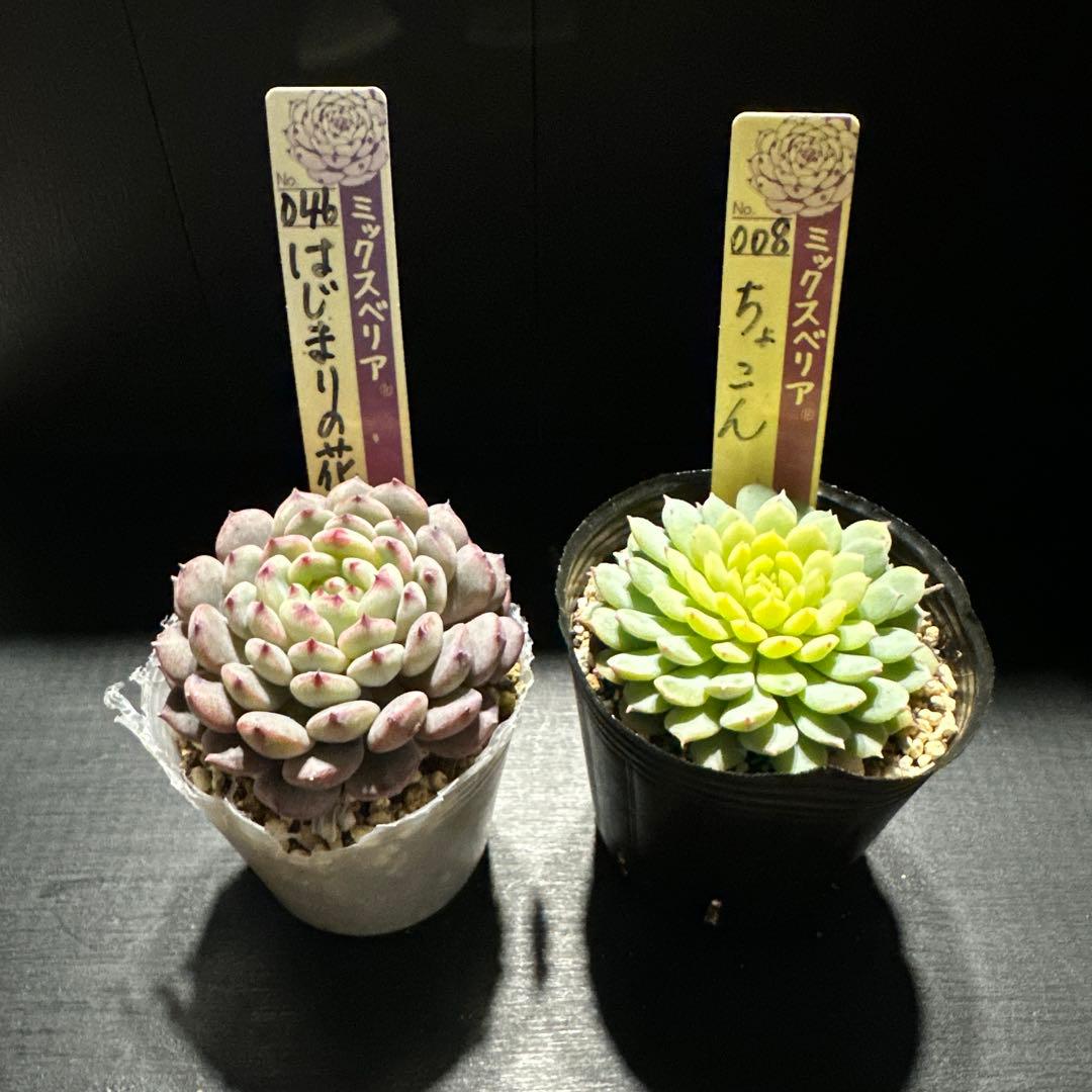 ゆ*ま様 おらいさん苗10点セット まだまだ成長お楽しみに♡