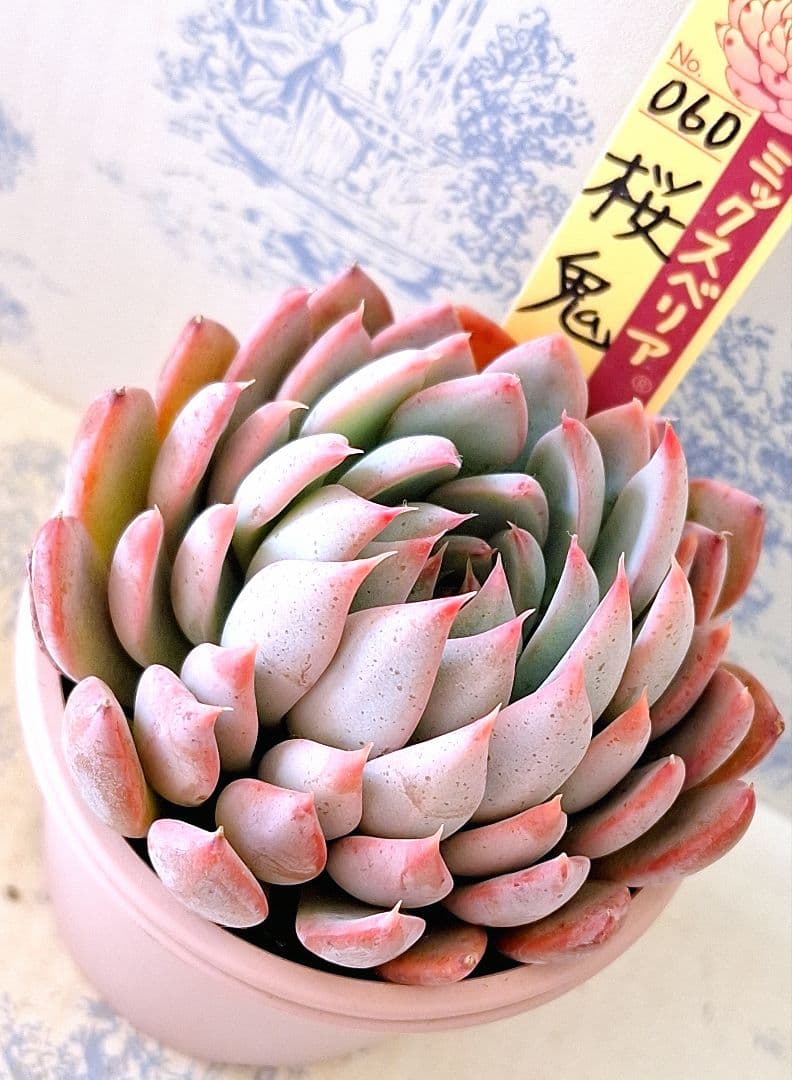 桜鬼 札付きポットごとメルカリ便おらいさん苗ミックスベリア - メルカリ