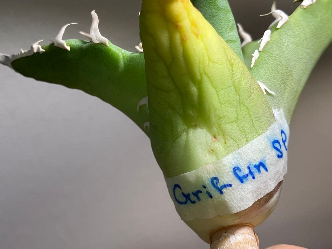 匿名配送【初売り】22 激レア　REZA産　イラン　アガベ　Griffin SP