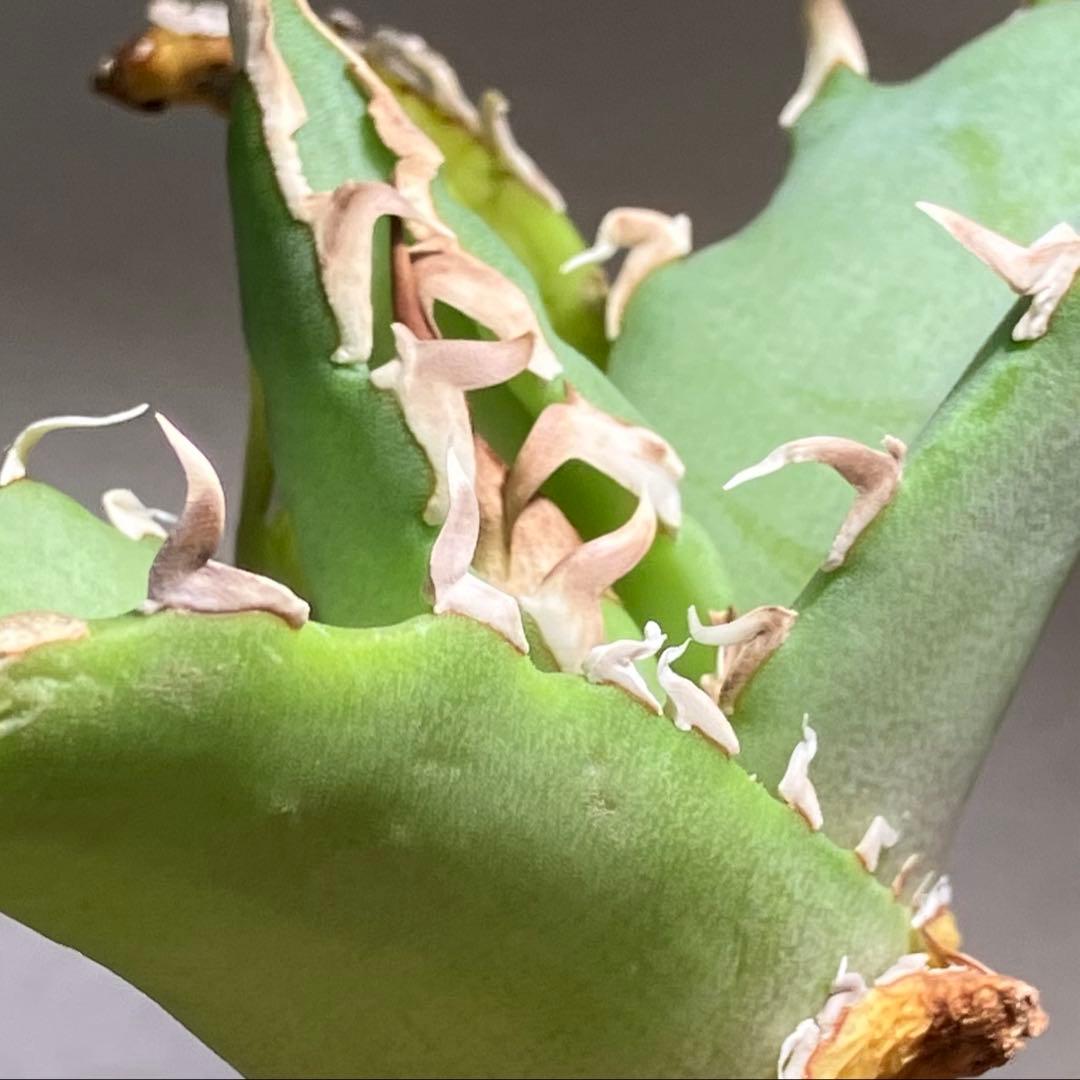 匿名配送【初売り】22 激レア　REZA産　イラン　アガベ　Griffin SP