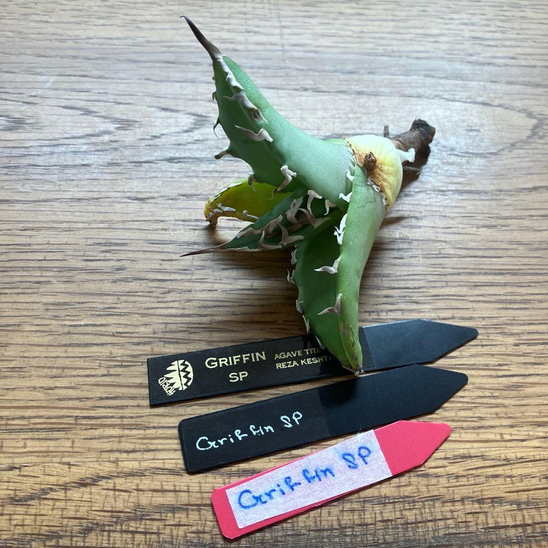 匿名配送【初売り】22 激レア　REZA産　イラン　アガベ　Griffin SP