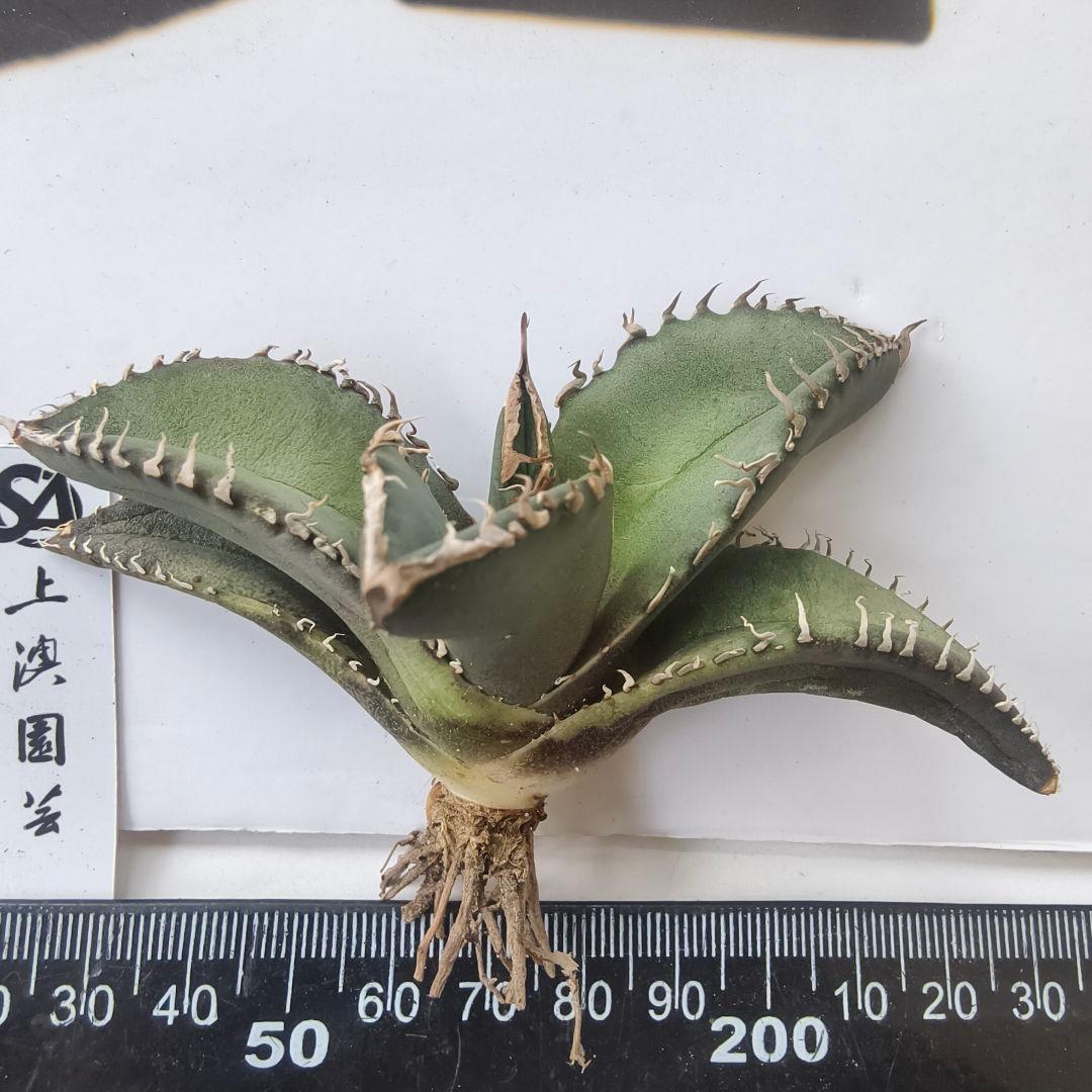 812【上澳園芸】 アガベ チタノタ 悪魔メデューサ 優良血統子株 - メルカリ