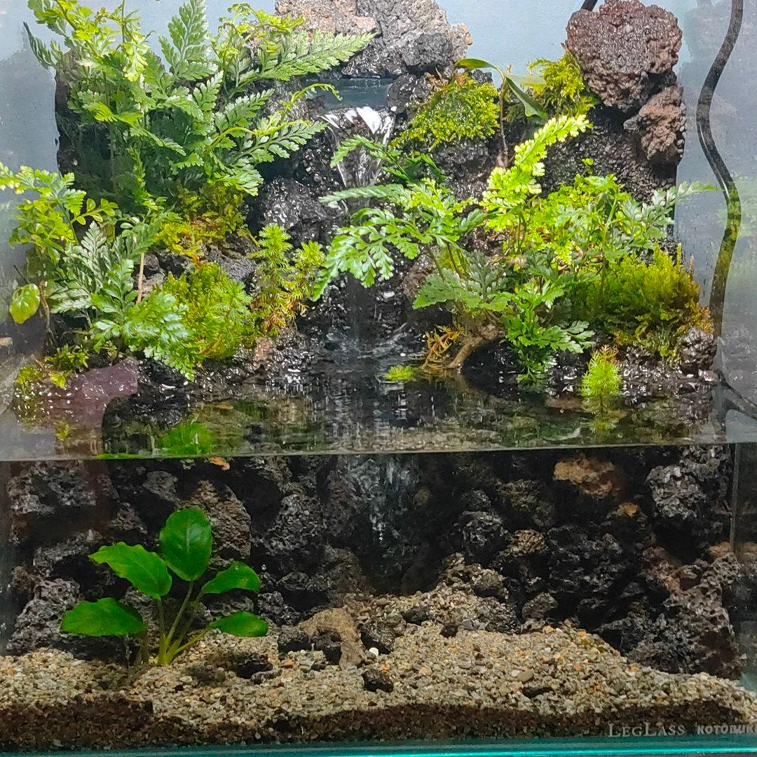 Azuchi様専用:レイアウト済アクアテラリウム】中央に滝が流れる30cm