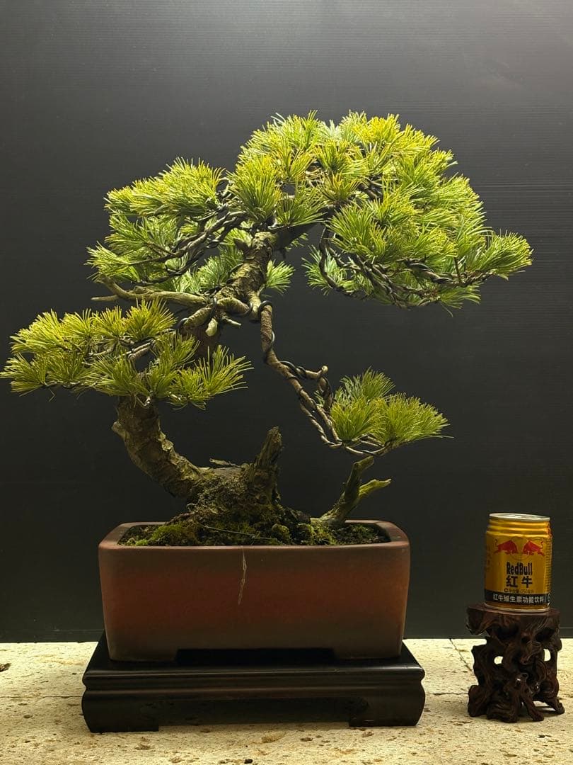 盆栽]五葉松/山採り//黒松/真柏