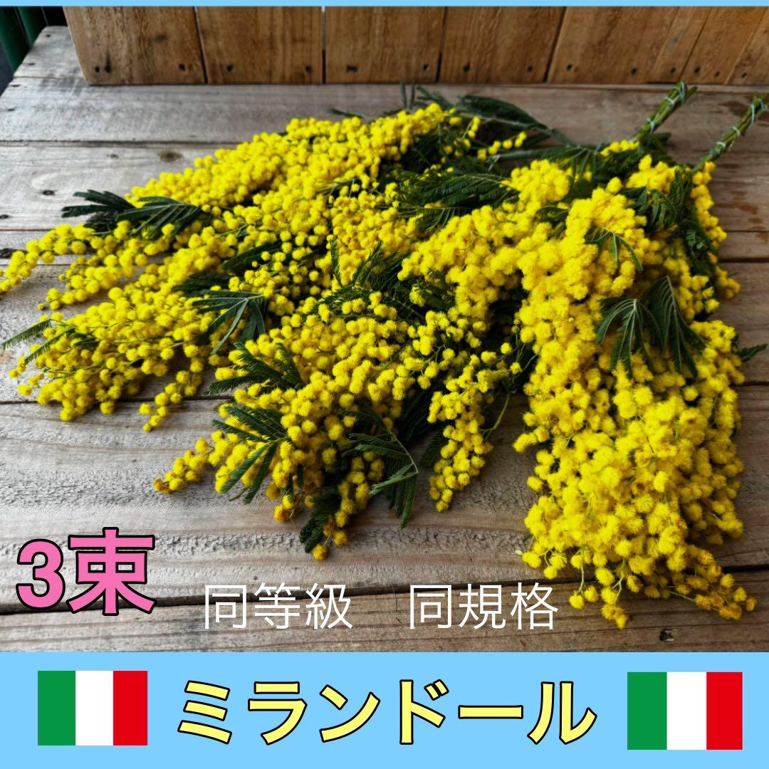 Couronne♡mignonne様 リクエスト 3点 まとめ商品 Omg！Monchichc Sweet Collectible Keychain Figure🩷 Shop now at