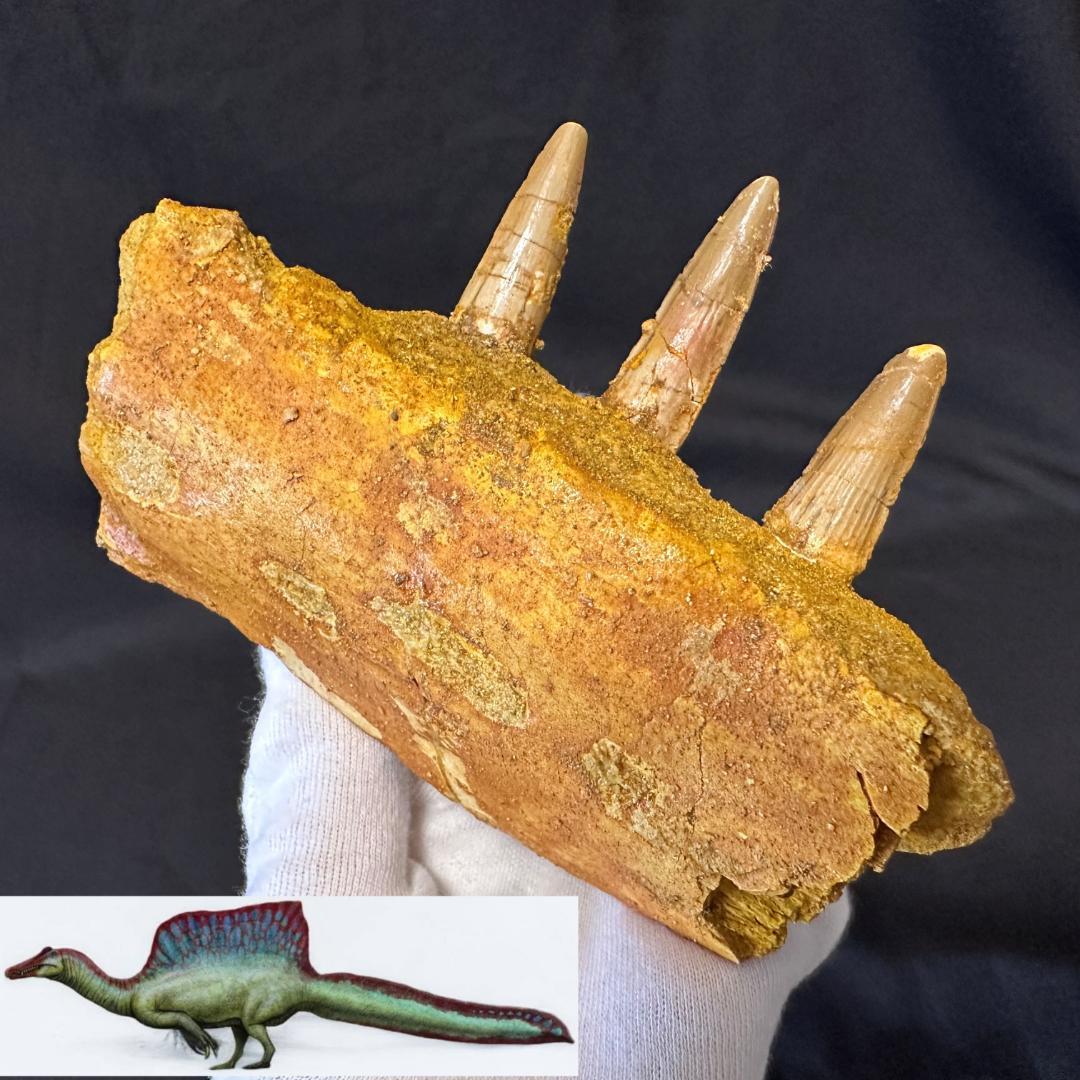 スピノサウルス 顎骨 歯 牙 化石標本 肉食恐竜 獣脚類 1449 スピノサウルス 顎骨 歯 牙 化石標本 肉食恐竜 獣脚類 1449
