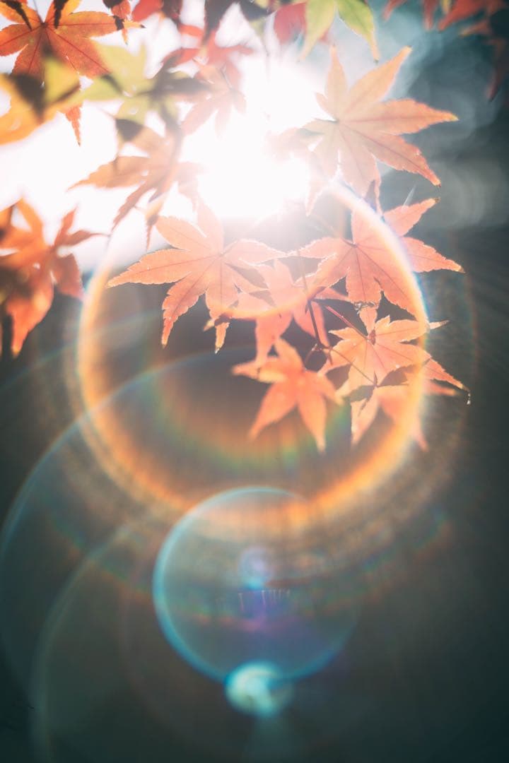 【フレア良好】Super Takumar 55mm f1.8 作例有り 入門にして最高峰のオールドレンズ Super-Takumar 55mm F1.8[作例あり