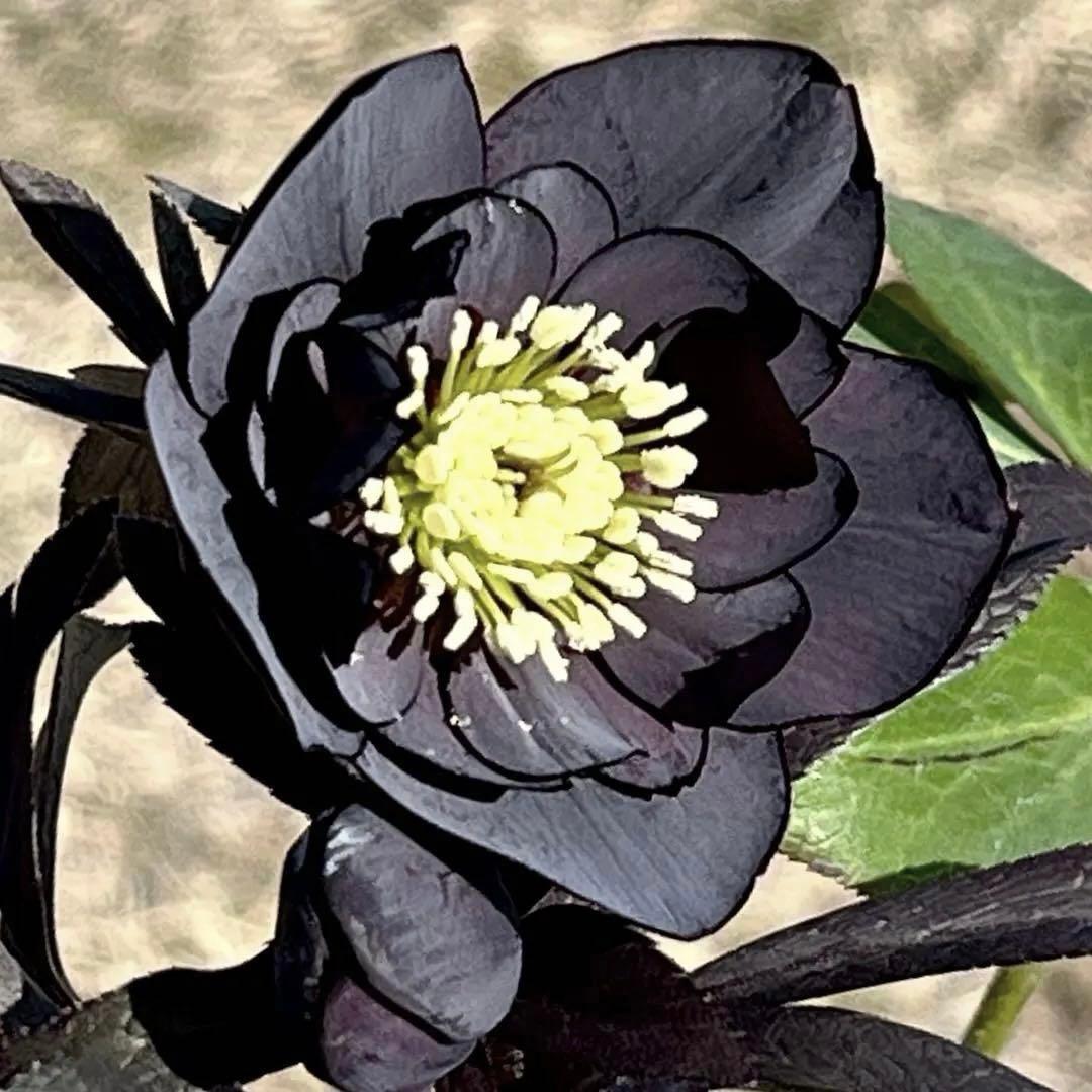 プ*ア様 3489☘️蕾花付き☘️⭐️ダブル⭐️写楽⭐️整形花⭐️艶ピコ⭐️樋口