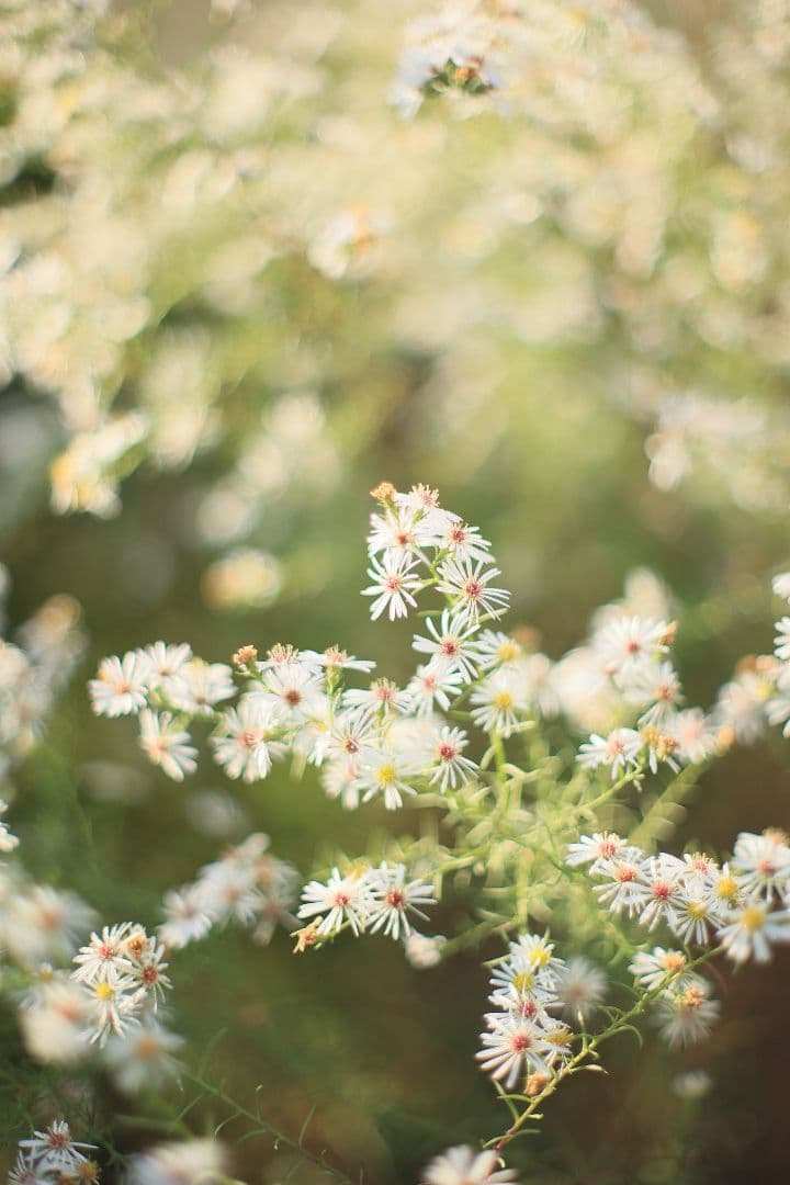 《希少》YASHICA AUTO YASHINON DS-M 50mm F1.4