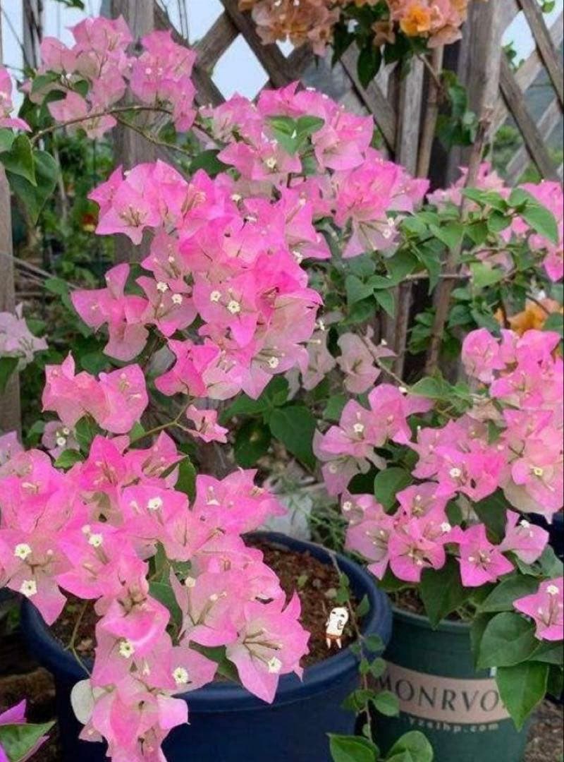 ブーゲンビリア 大株 海外種 三色変色 花蕾多数付き