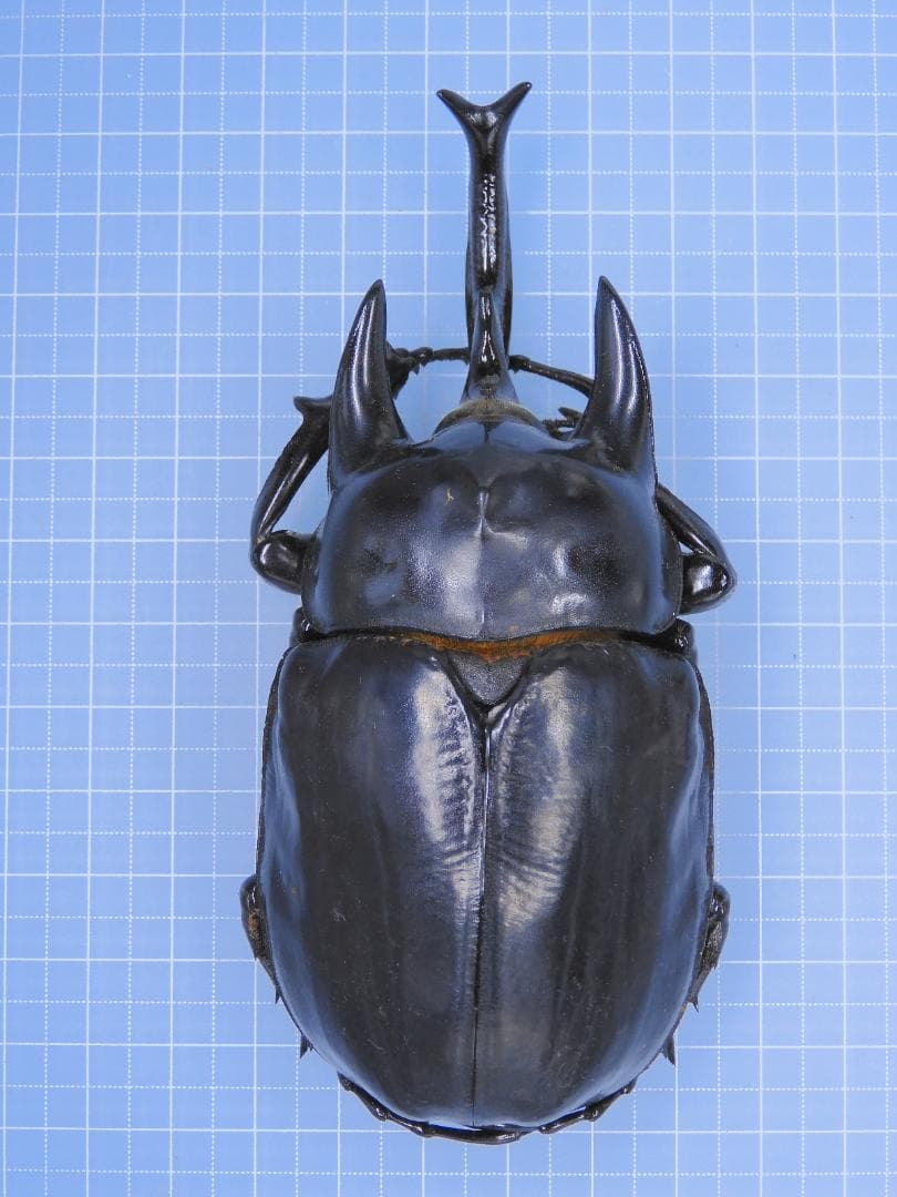 コロンビア産　レックスゾウカブト　115mmX51mm くわかぶプラネット / レックスゾウカブト(アクティオンゾウカブト)ペア