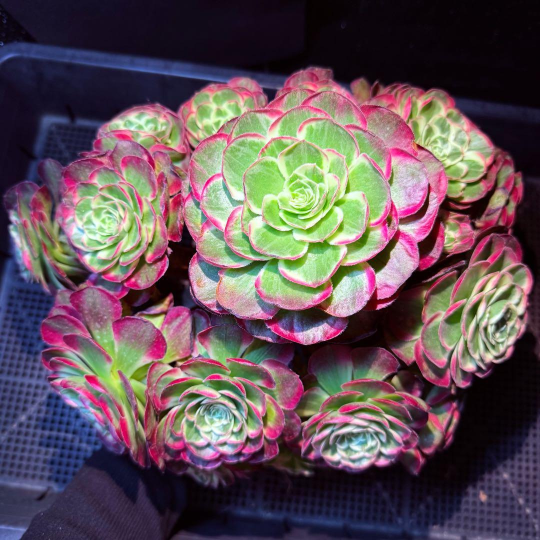 新入荷 超レア新品種 アエオニウム ロイヤルピーコック錦 法師錦 (超大