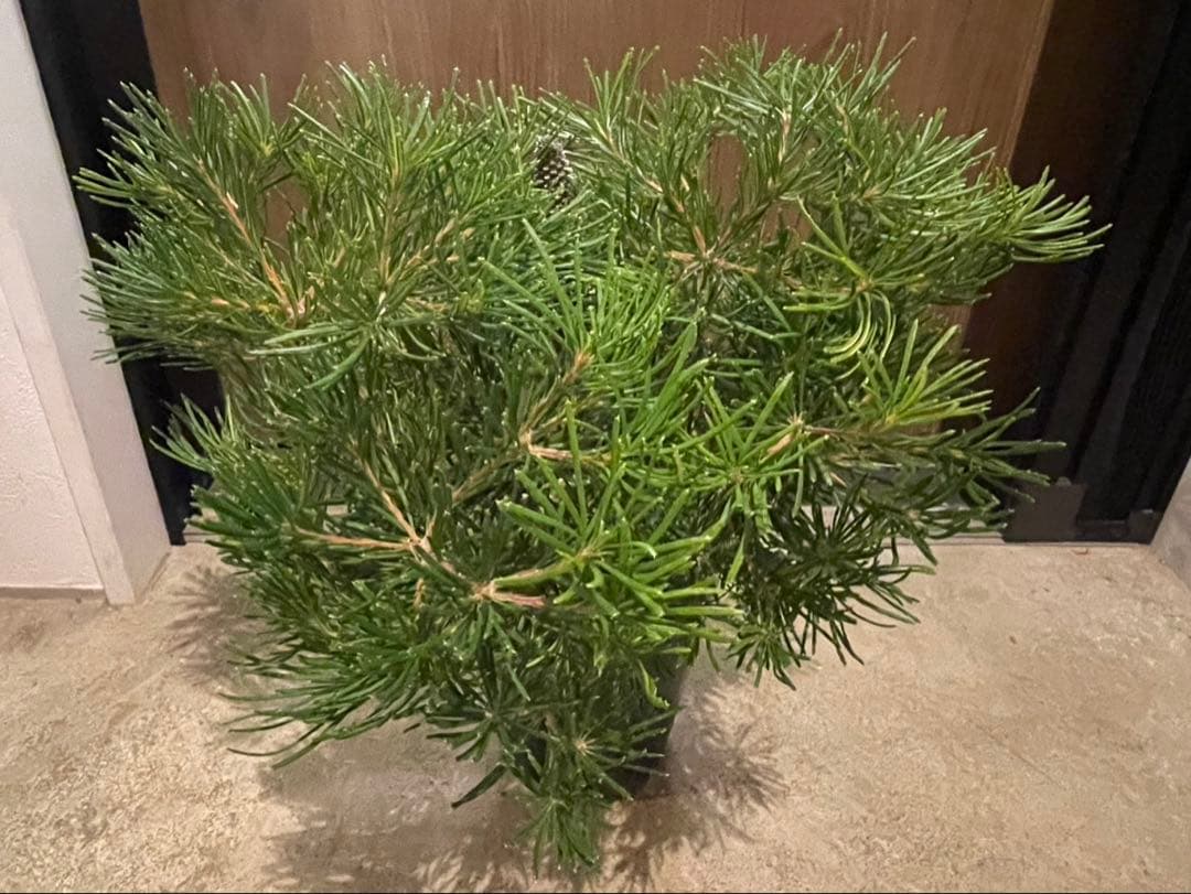 超美株　バンクシア　バースデーキャンドル　W約48cm バンクシア バースデーキャンドル | 沼ノ上農園