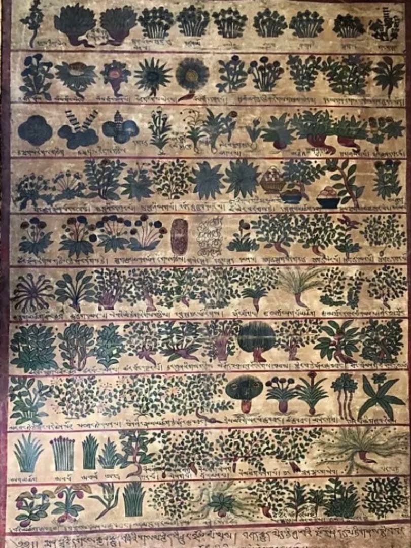 ④ 中国美術 希少 古玩 薬草 一覧表 麻生地 手彩色 草間彌生 「花 (5)」 - ARToRIDe アートライド