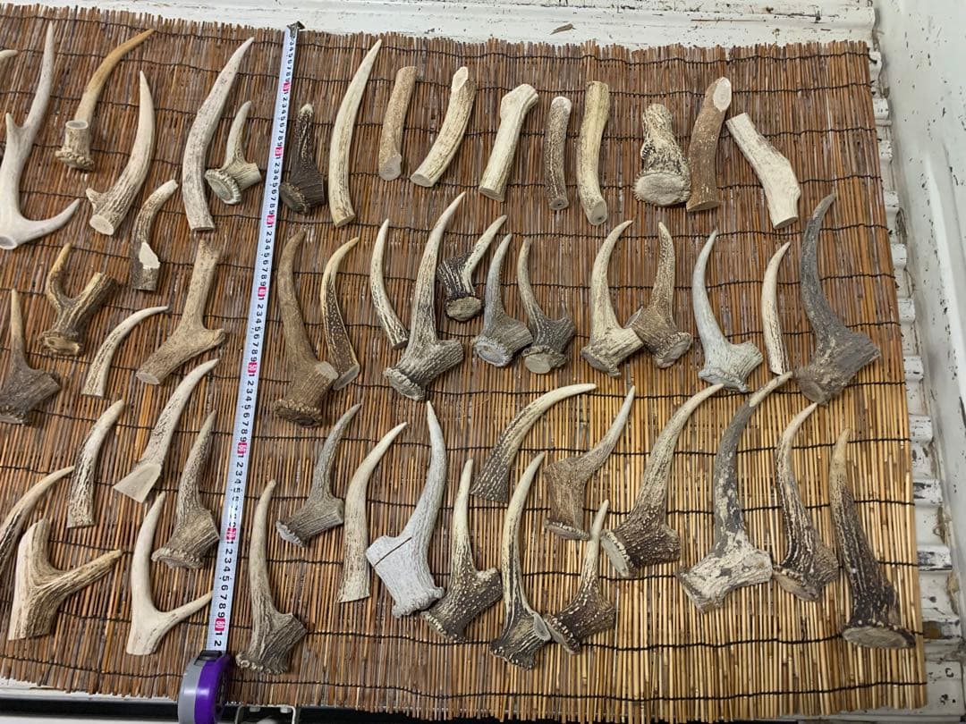 12.5kg 鹿の角　エゾシカ　角 端材　アクセサリー　パーツ素材