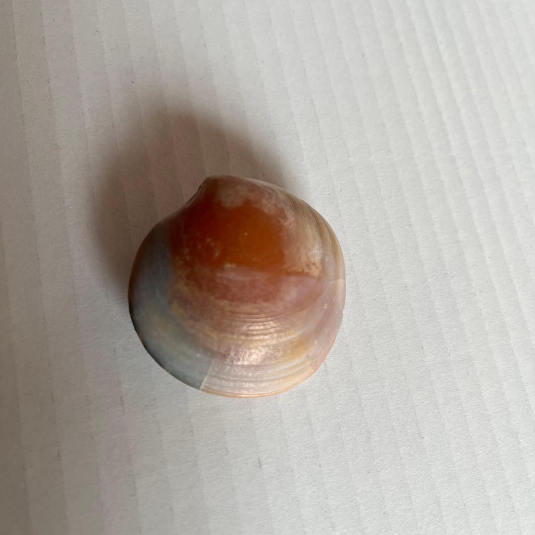 イセシラガイ 化石 方解石 置換化石 広島市中区八丁堀 - メルカリ