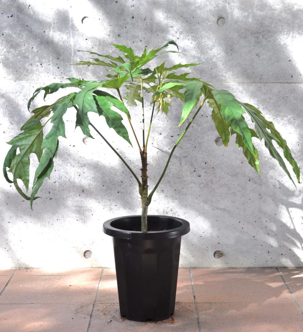 トレベシア 8号 75cm - メルカリ