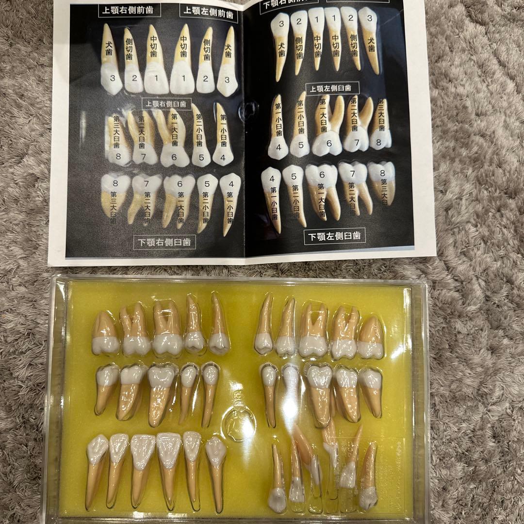 2.5倍大複製根模型歯 [B10-330] 2.5倍大複製根模型歯 [B10-330]｜株式会社ニッシン｜歯科模型・歯科