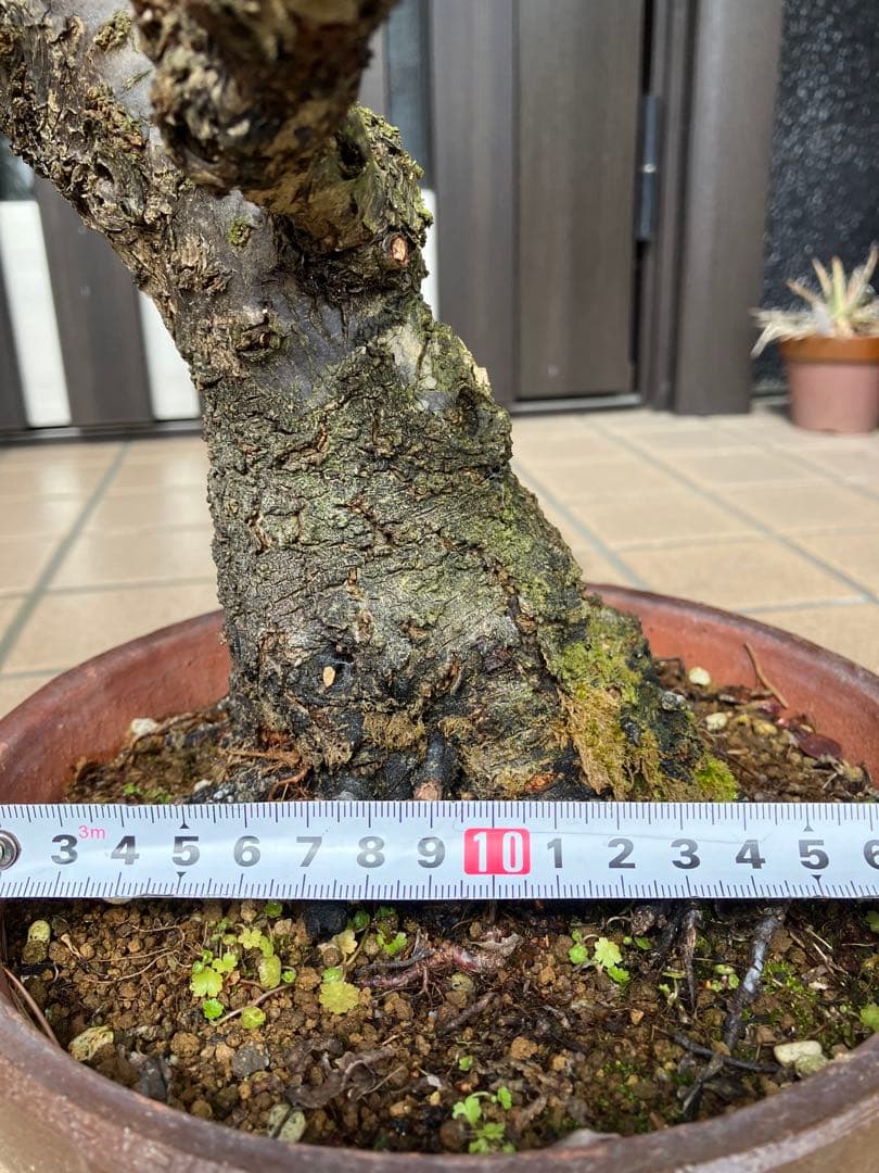 ◉野梅盆栽 超極太 樹齢30年位〈超大特価〉極上品 早いもの勝ち - メルカリ