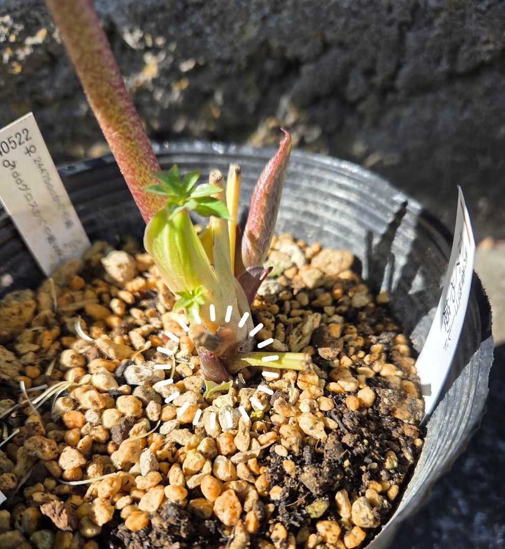 クリスマスローズ かぐや姫 - メルカリ