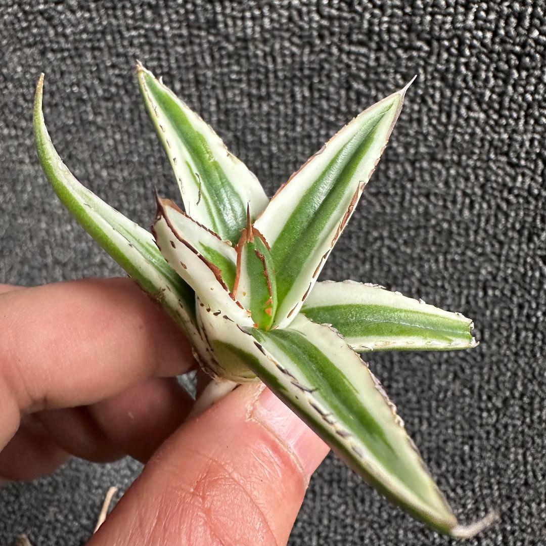 猫*け様 2058アガベ チタノタ 丸叶氷山 極上中小株 子株 4株セット