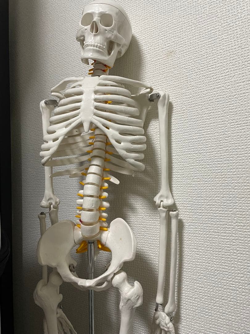 可動式170cm人体模型 - メルカリ