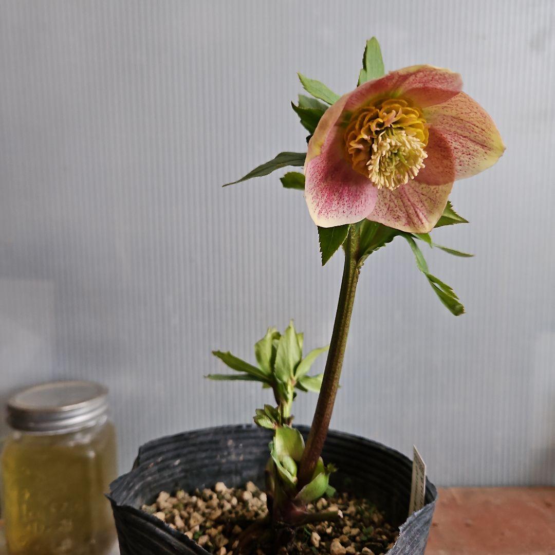 夕映え様ご購入苗㉖-207㉖-244クリスマスローズ - 花新 モデル