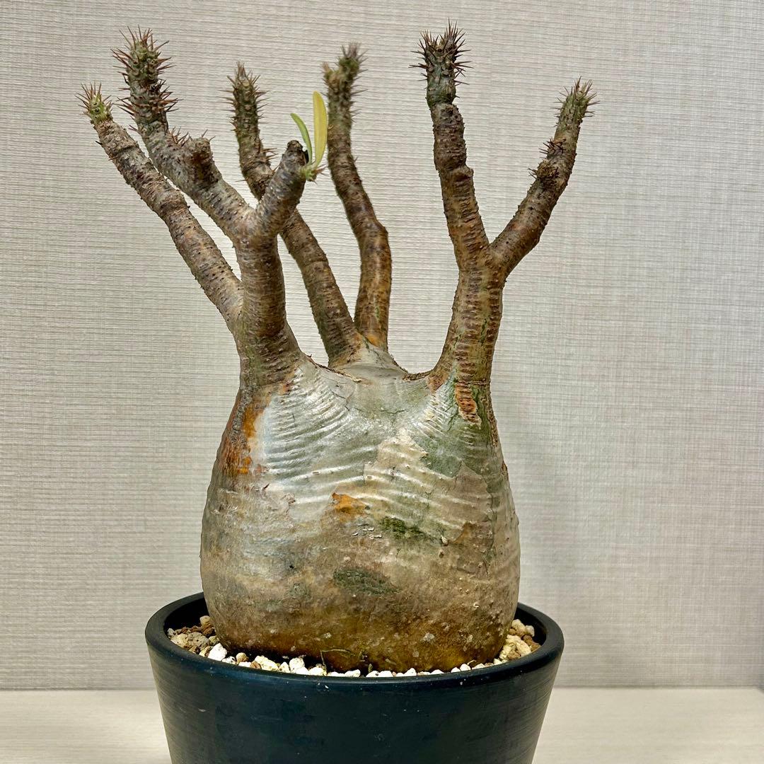 パキポディウム・グラキリス③　発根済み　現地球 パキポディウム グラキリス 【現地球/発根済み】HK2402614 | RAFLUM