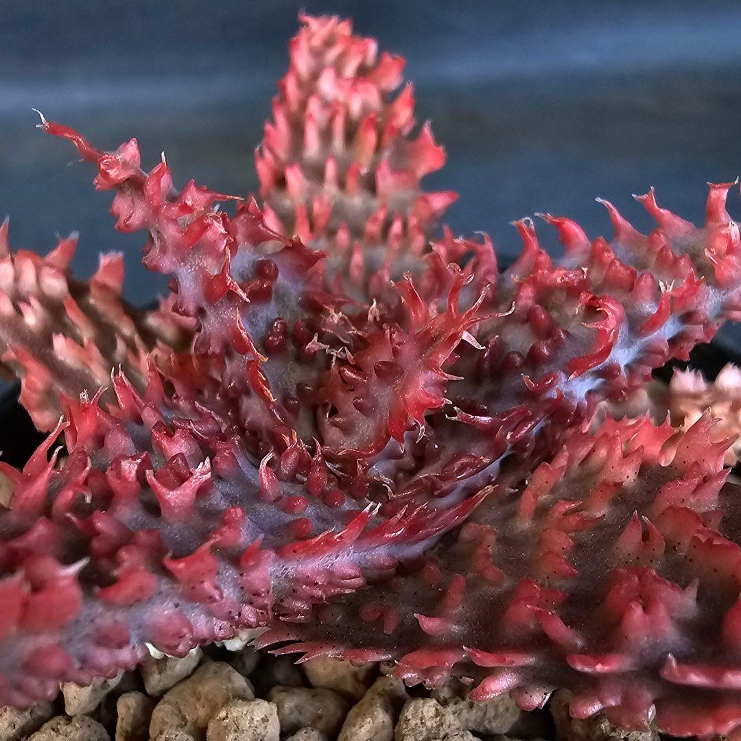 Nene様 リクエスト 3点 まとめ商品