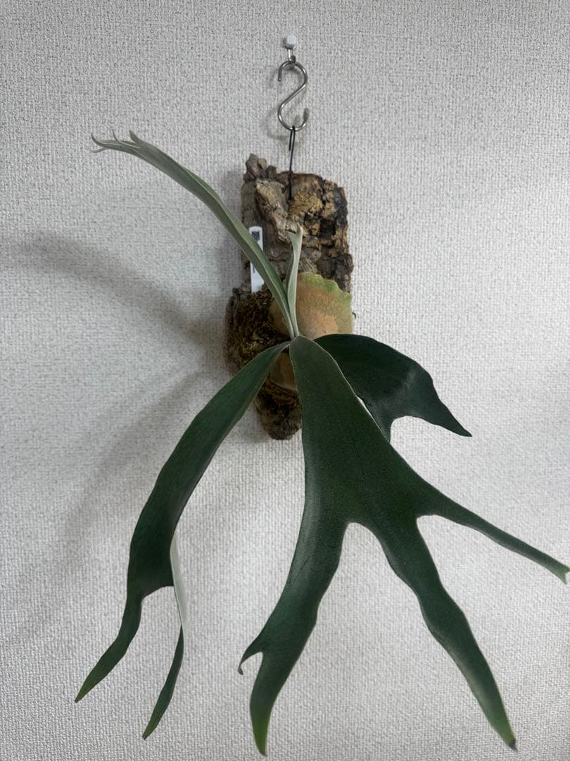 P. Lion Head ライオンヘッド　ビカクシダ　株分け　OC コルク Yahoo!オークション - A180 P.Lion Head ライオン ヘッド 株分け ビカ