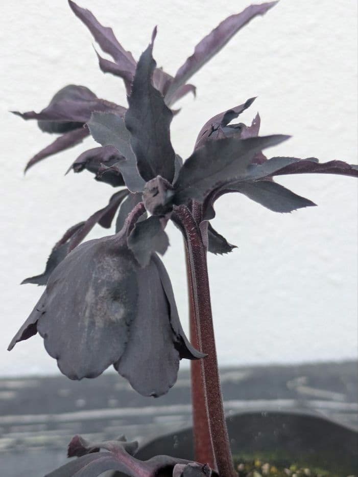 漆黒極上個体】広瀬園芸 クリスマスローズ ブラックマジックdd - メルカリ