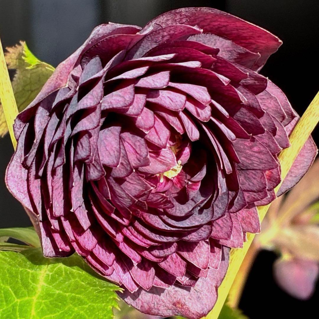 u*0様 3544☘️蕾花タグ付き☘️ダーク系⭐️小輪⭐️超多弁(入荷時多弁タグ