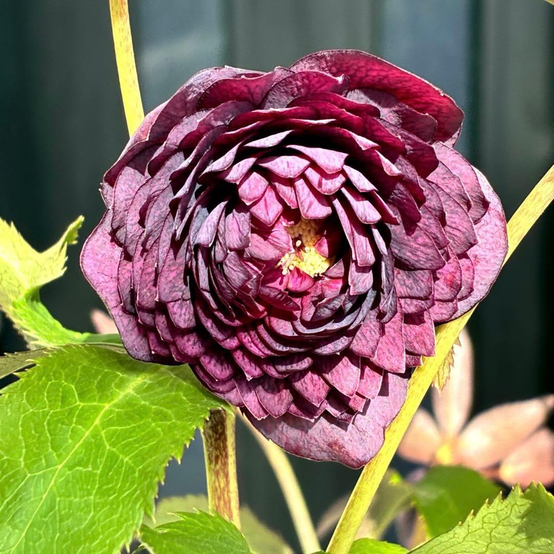 u*0様 3544☘️蕾花タグ付き☘️ダーク系⭐️小輪⭐️超多弁(入荷時多弁タグ