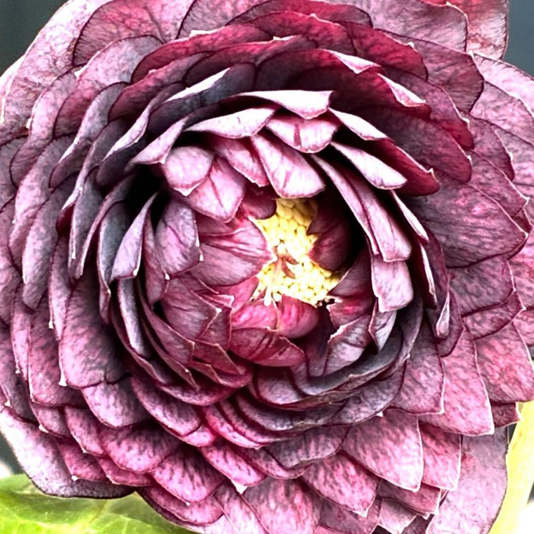 u*0様 3544☘️蕾花タグ付き☘️ダーク系⭐️小輪⭐️超多弁(入荷時多弁タグ