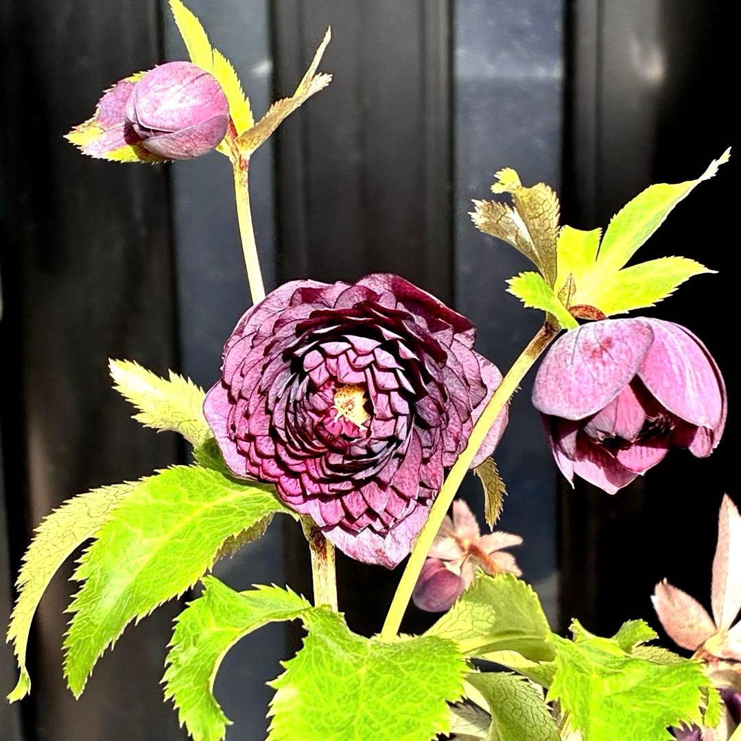 u*0様 3544☘️蕾花タグ付き☘️ダーク系⭐️小輪⭐️超多弁(入荷時多弁タグ