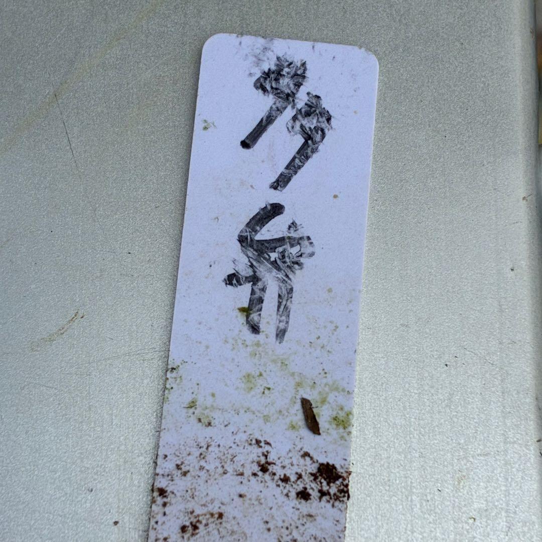 u*0様 3544☘️蕾花タグ付き☘️ダーク系⭐️小輪⭐️超多弁(入荷時多弁タグ