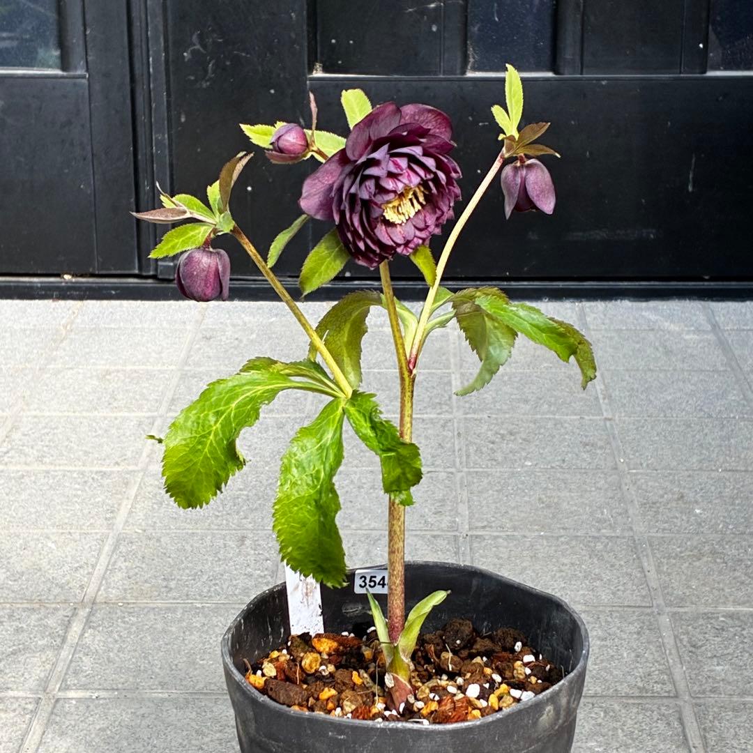 u*0様 3544☘️蕾花タグ付き☘️ダーク系⭐️小輪⭐️超多弁(入荷時多弁タグ