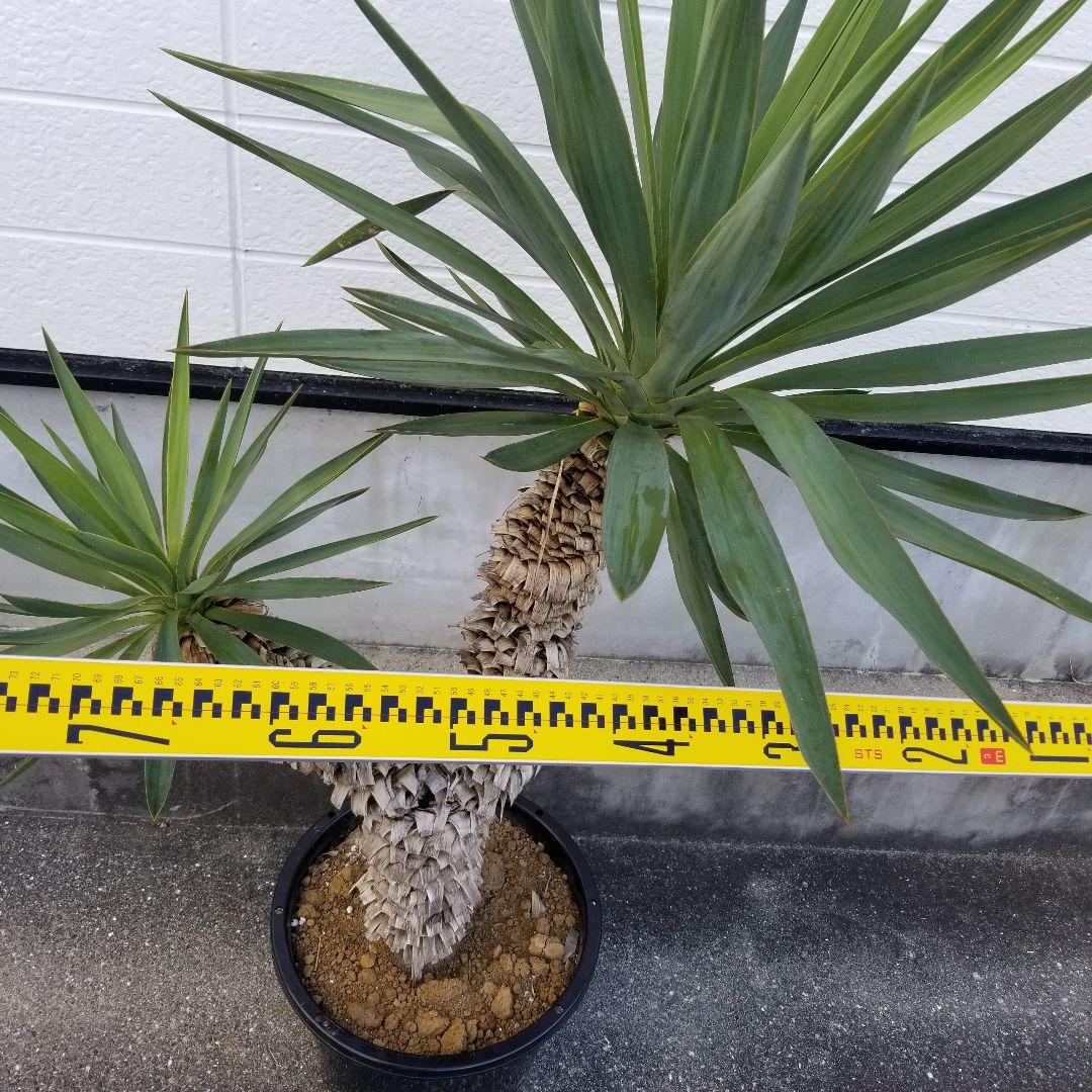 T055分頭ユッカ・ラン発根済み グロリオサ キミガヨラン ドライ