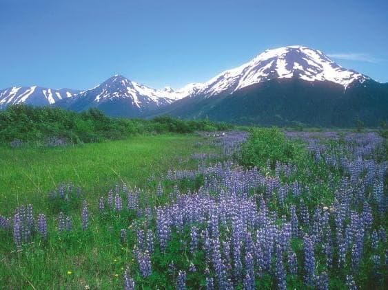 『予約品』ストーンサークル 7.5ml アラスカンエッセンス　フラワーエッセンス