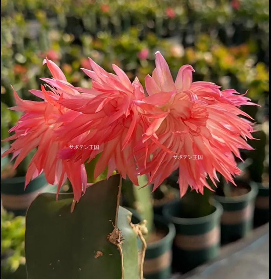 デンマークカクタス シャコバサボテン ピンクのスカート 葉挿し 1634