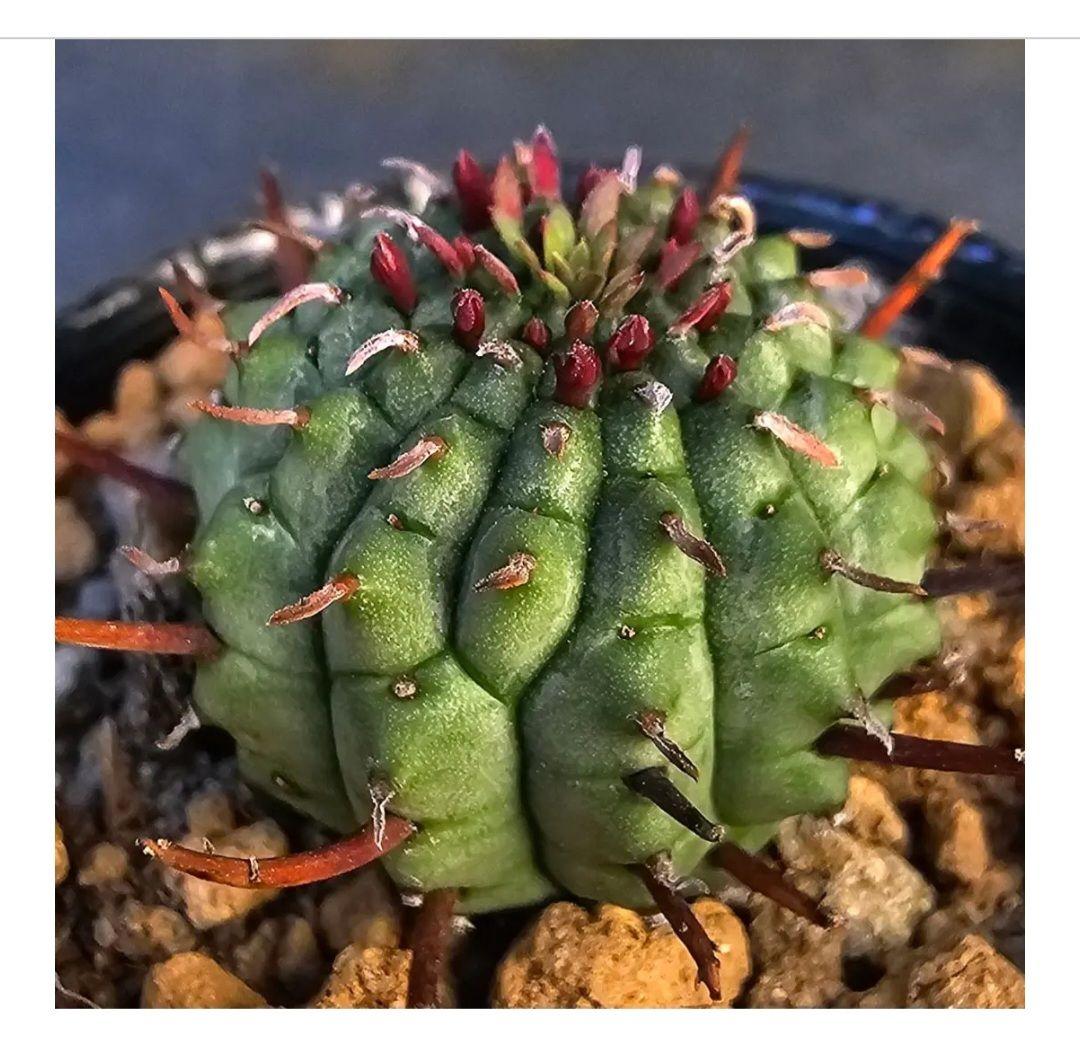 速達発送☆Nene様 リクエスト 2点 まとめ商品