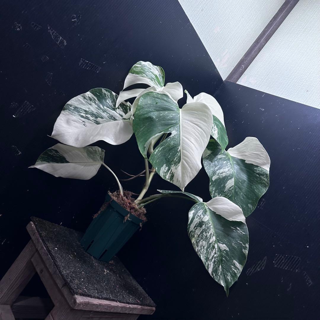 斑入りモンステラ ホワイトタイガー極美大株52cm白斑多 - メルカリ
