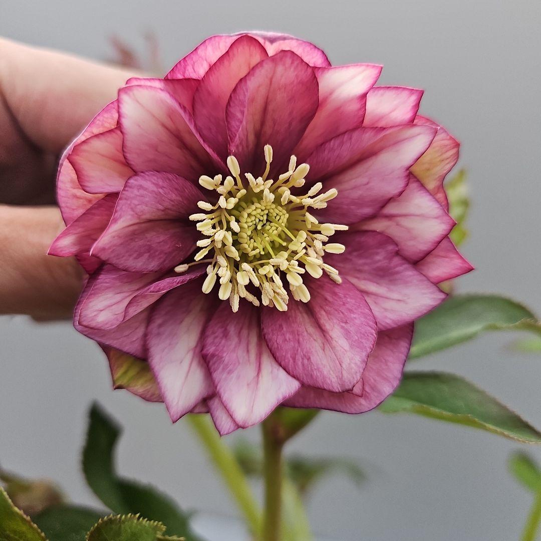 sunshine様 リクエスト 3点 まとめ商品