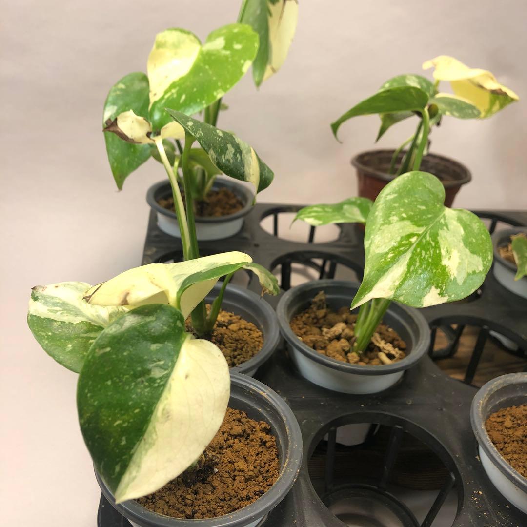 10株セットms57訳あり【特別選抜】モンステラ・タイコンステレーション