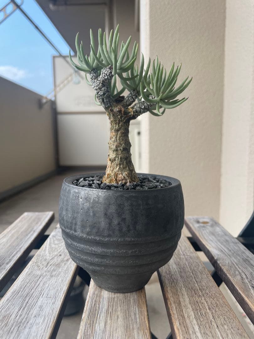 即日発送 チレコドン ペアルソニー 実生 田中元将 作家鉢セット 3寸