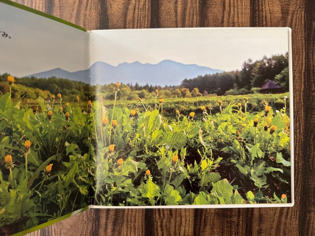 たんぽぽの絵本 キンダーブックしぜん ちいさなかがくのとも なんでも