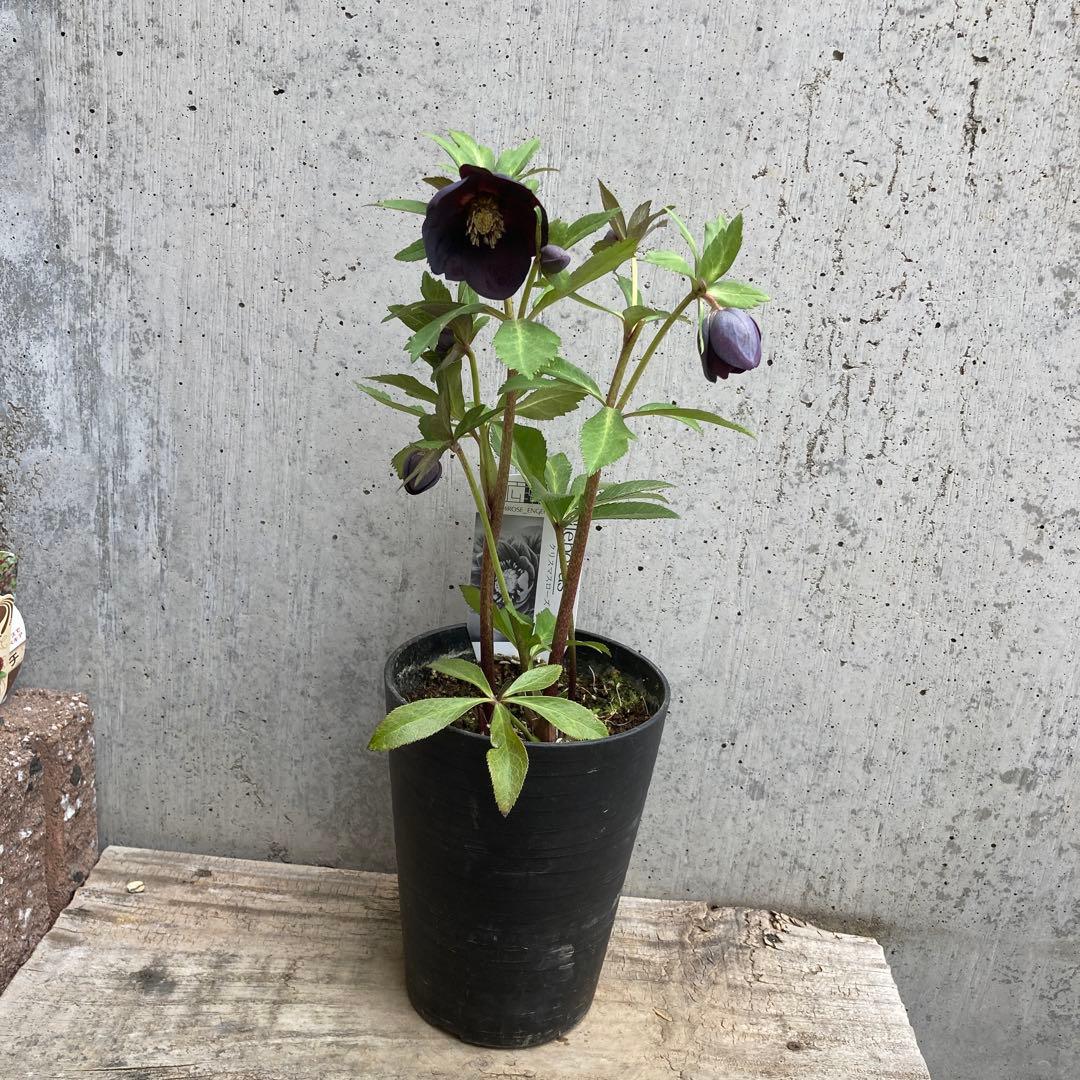 クリスマスローズ 開花株 4寸 広瀬園芸 - メルカリ