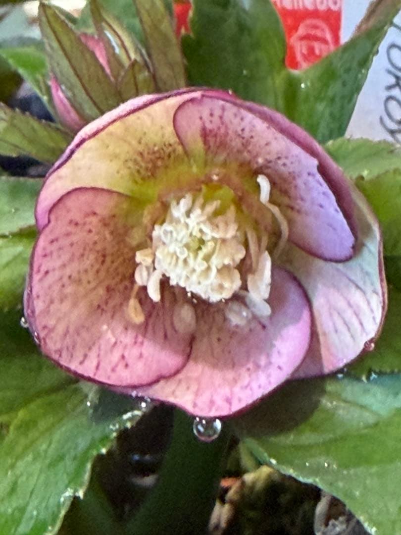 まい様　リクエスト　おまとめ2点