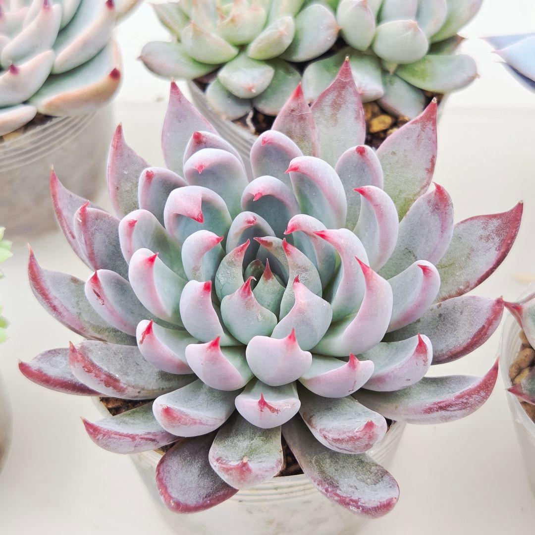 ㉖大きめ苗青鬼❣️ちょこん❣️そわそわ❣️おらいさん発根済 6苗