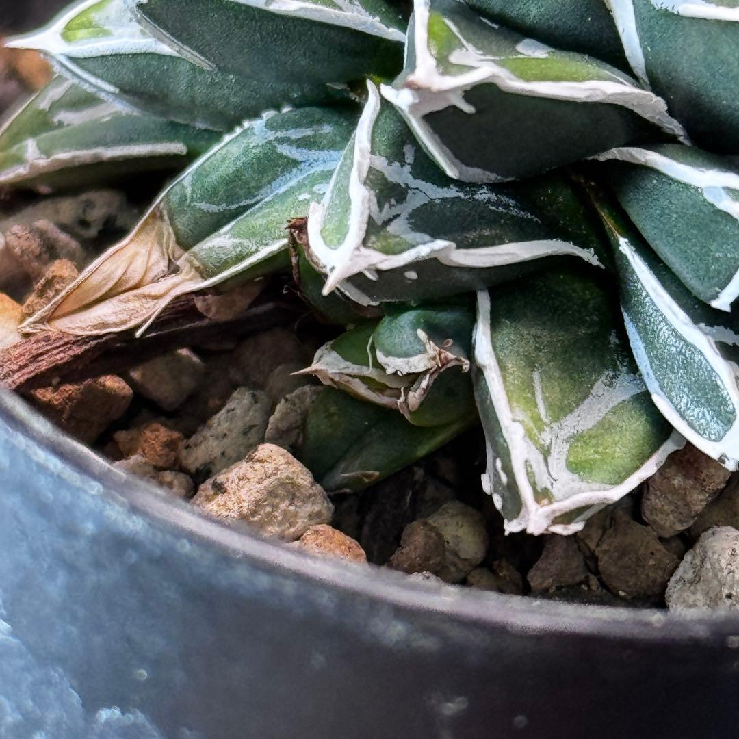 笹の雪 明峰富士 ロウルサンコ 超矮性 子株 - メルカリ